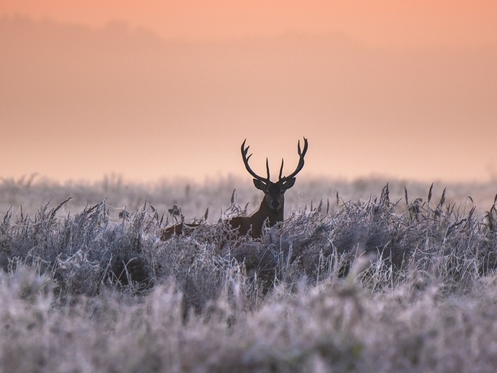 what to expect first time deer hunting